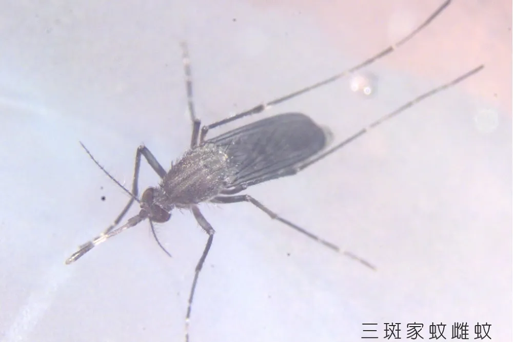 日本腦炎今年首現南台灣　3人中鏢2人住加護病房