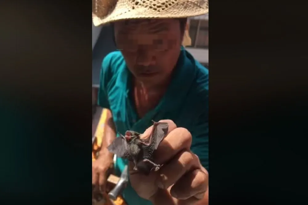 【有片慎入】台男「活吞蝙蝠」當下酒菜　對鏡頭直呼：甘甜美麗