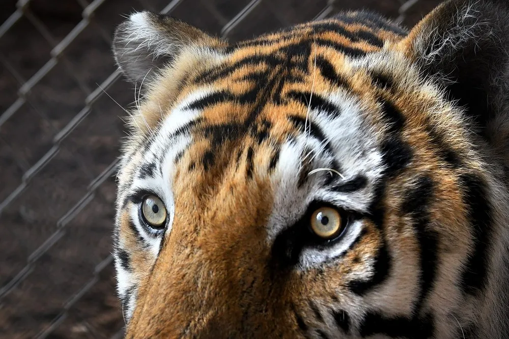 瑞士蘇黎世動物園發生老虎攻擊事件　飼養員在遊客面前喪命