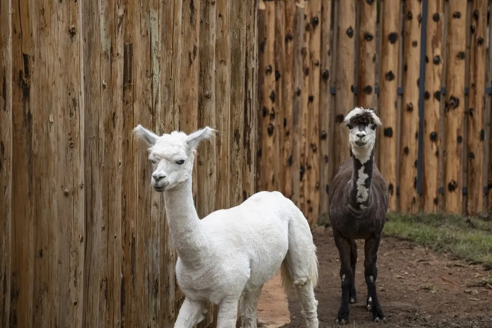 【有片】新竹市動物園來了新夥伴！草泥馬「咖啡」、「牛奶」賣萌邀你來玩