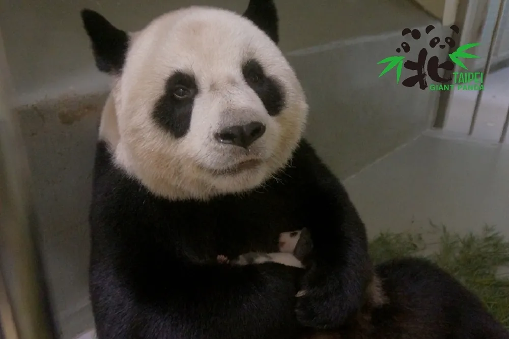 台北市立動物園延長開放！八月只有這5天　快來體驗夜晚的動物園