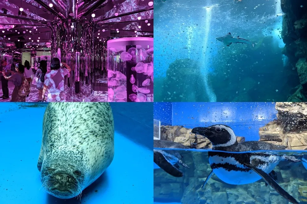 【有片】超萌企鵝搶先看！桃園「Xpark」水族館 8/7 開幕　營業時間、票價、交通方式完整資訊懶人包