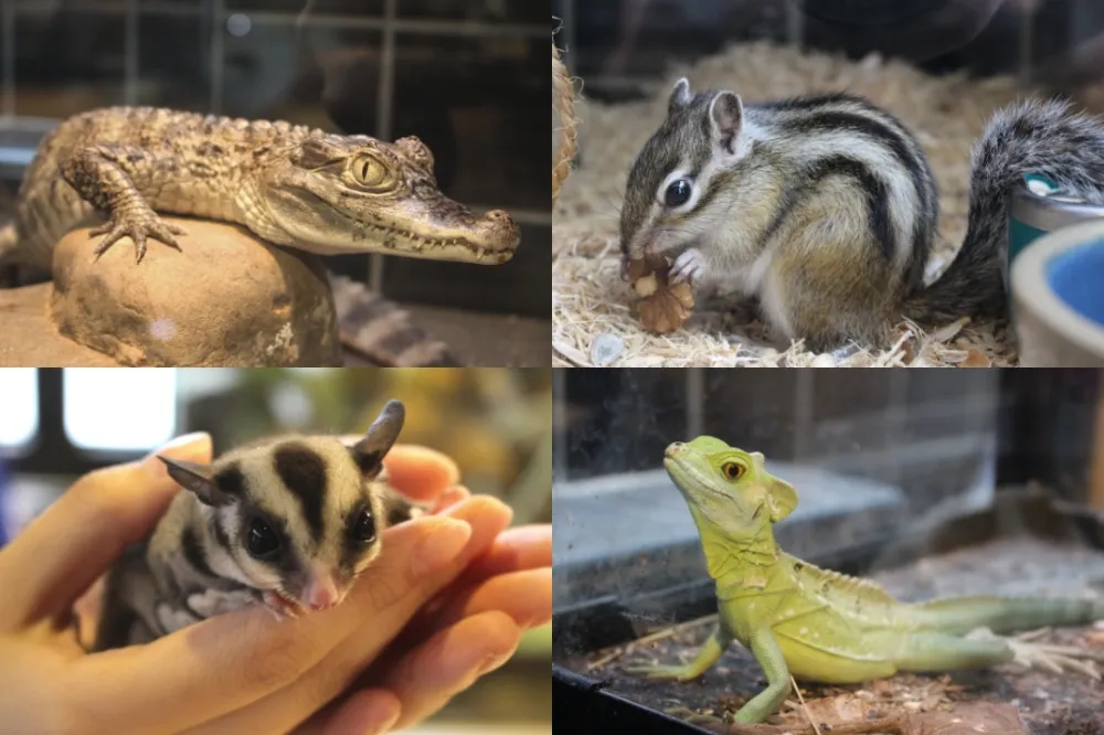【台北動物互動餐廳 6】城市裡的小型動物園「微迷野林」　鱷魚、花栗鼠、雪貂等萌寵陪你喝咖啡