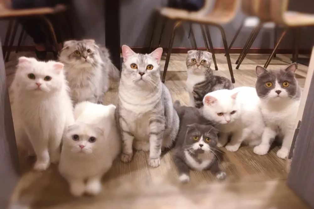 【台北動物互動餐廳 2】享受被 20 隻貓咪包圍！貓奴必訪南京三民站「和貓咪有約」