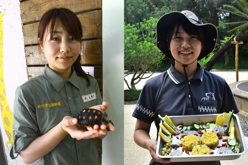【專訪片】日本女孩跨海來台出力　新竹市立動物園全面翻新