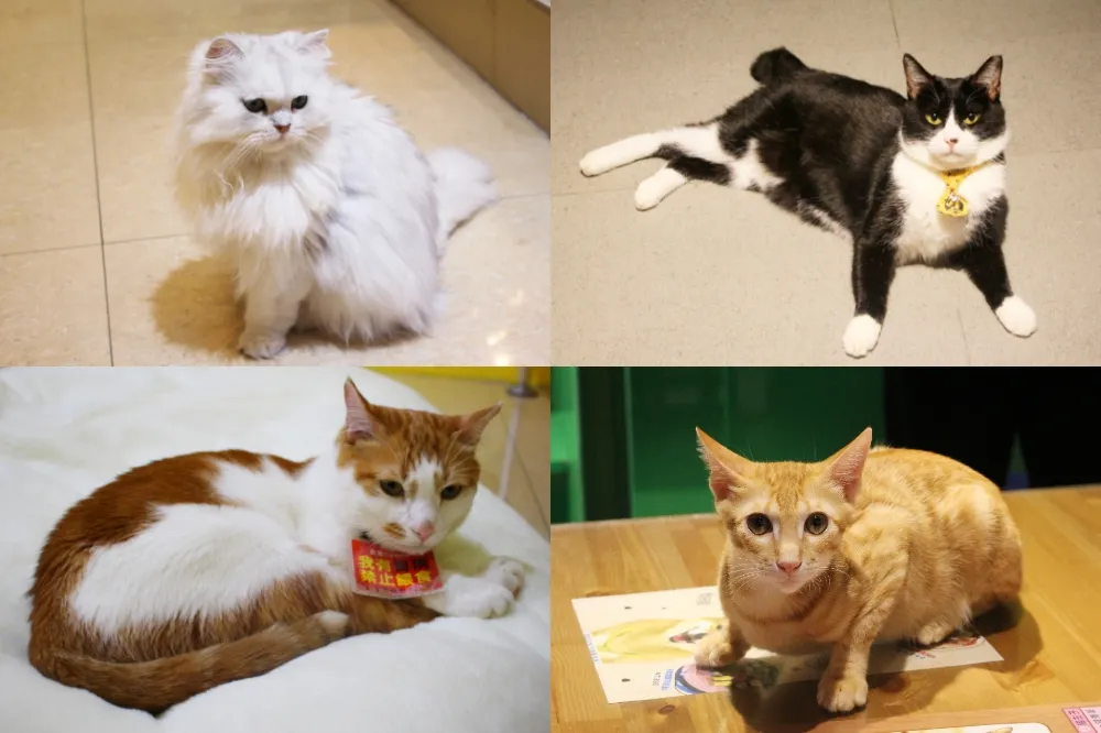 【台北動物互動餐廳 3】三重站「咪可思啾芭中途餐廳」　一間充滿愛的不限時親子咖啡廳