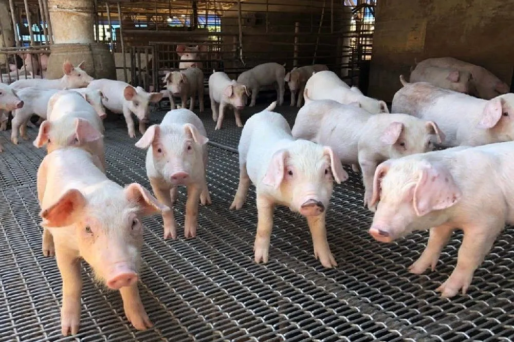 食藥署預告「豬肉標示新規」　2021起餐廳及小吃店需標註產地