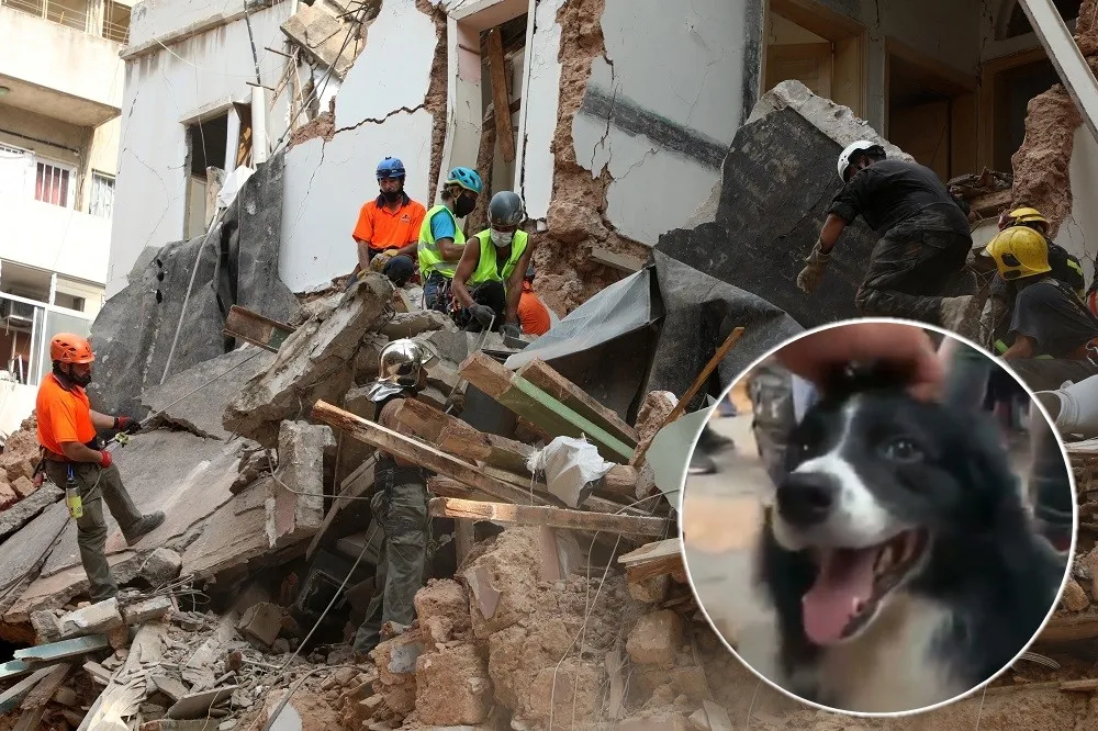 「還有人！」貝魯特港大爆炸滿月　智利搜救犬嗅得生機