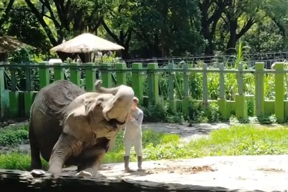 【夯片】壽山動物園人象40年故事　阿里撒嬌狂甩鼻「爸爸回來了」