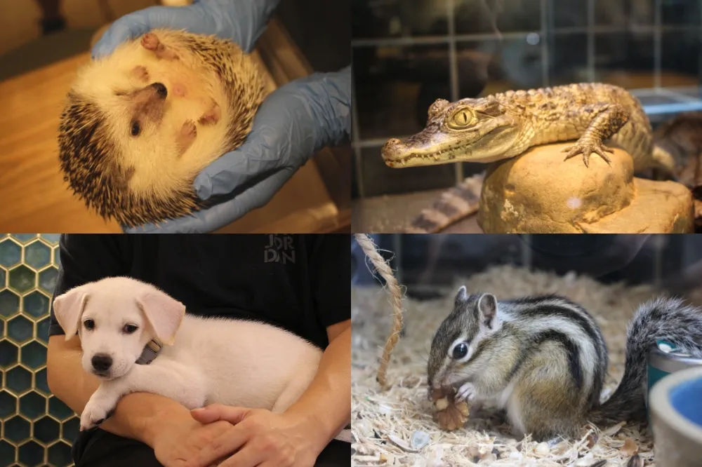 【台北動物互動餐廳 1】與貓咪、狗狗、刺蝟等零距離接觸　5 間超人氣療癒寵物咖啡廳 　