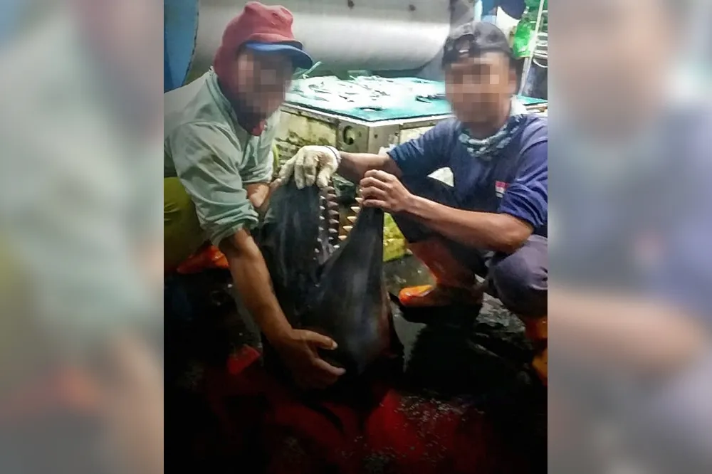 去年才解除歐盟漁業黃牌　漁工控訴七艘台灣漁船非法殺海豚、捕鯊魚