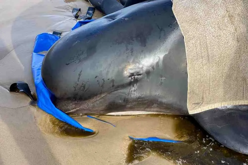 近5百頭領航鯨擱淺澳洲海灘　「獲救卻洄游、不讓同伴單獨送死」