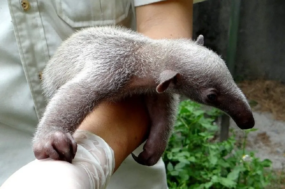 北市動物園小食蟻獸「小紅」攜子逃家　逾1個多月仍下落不明