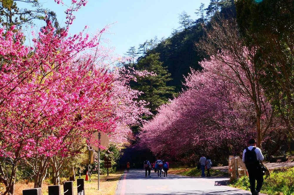 武陵農場2021櫻花季日期確定　11/1開放網路訂房