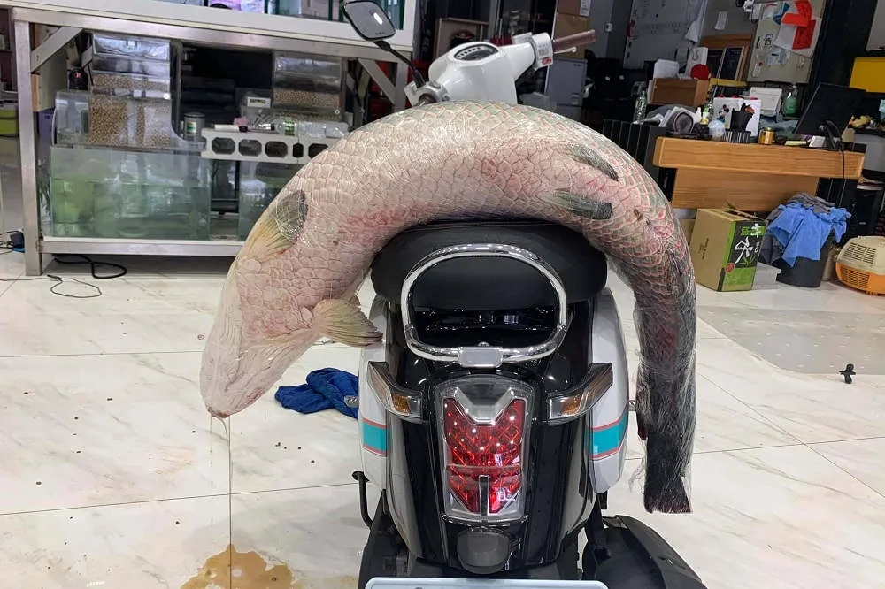 地震前怪象！台南象魚突「跳缸」暴斃　關子嶺溫泉出水量噴10倍
