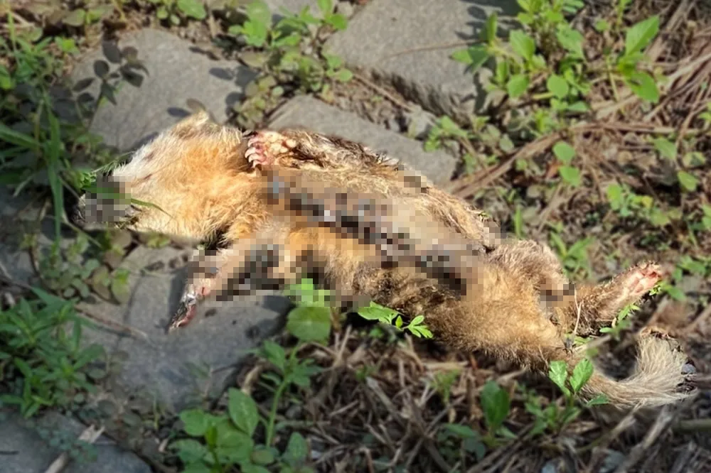 屏東縣內埔鄉鼬獾遺骸驗出狂犬病　動防所：加強犬貓疫苗注射