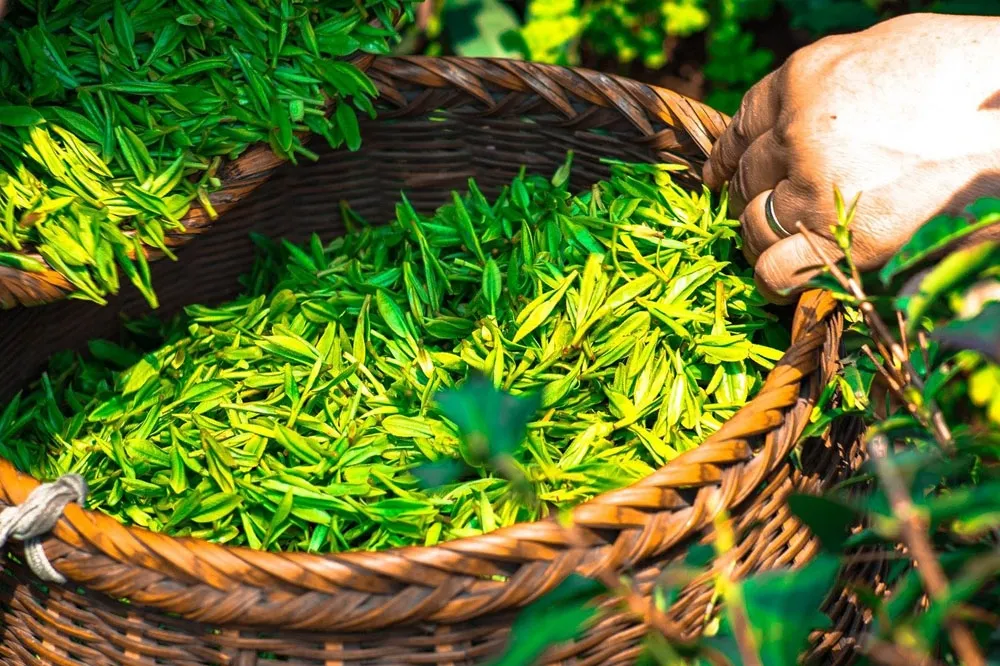 冷掉依然美味的就是好茶！　專家傳授如何買茶不被坑