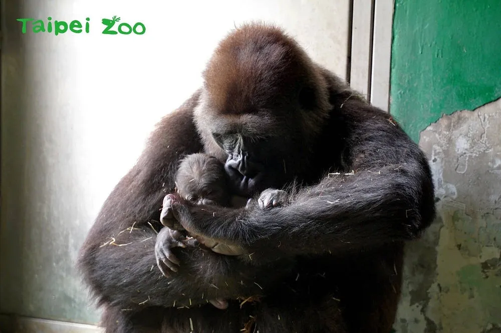 【雙喜臨門】北市動物園106年園慶傳喜訊　金剛「Tayari」順利產下寶寶　 