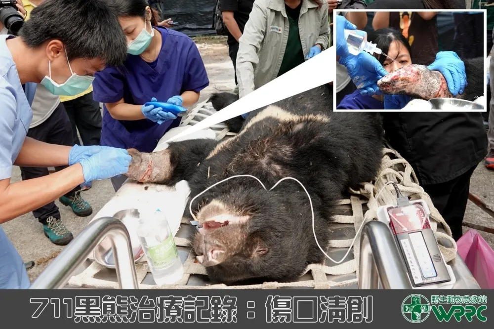台灣黑熊「小7」3度誤踏陷阱險丟命　違法販賣捕獸夾仍一再被查獲