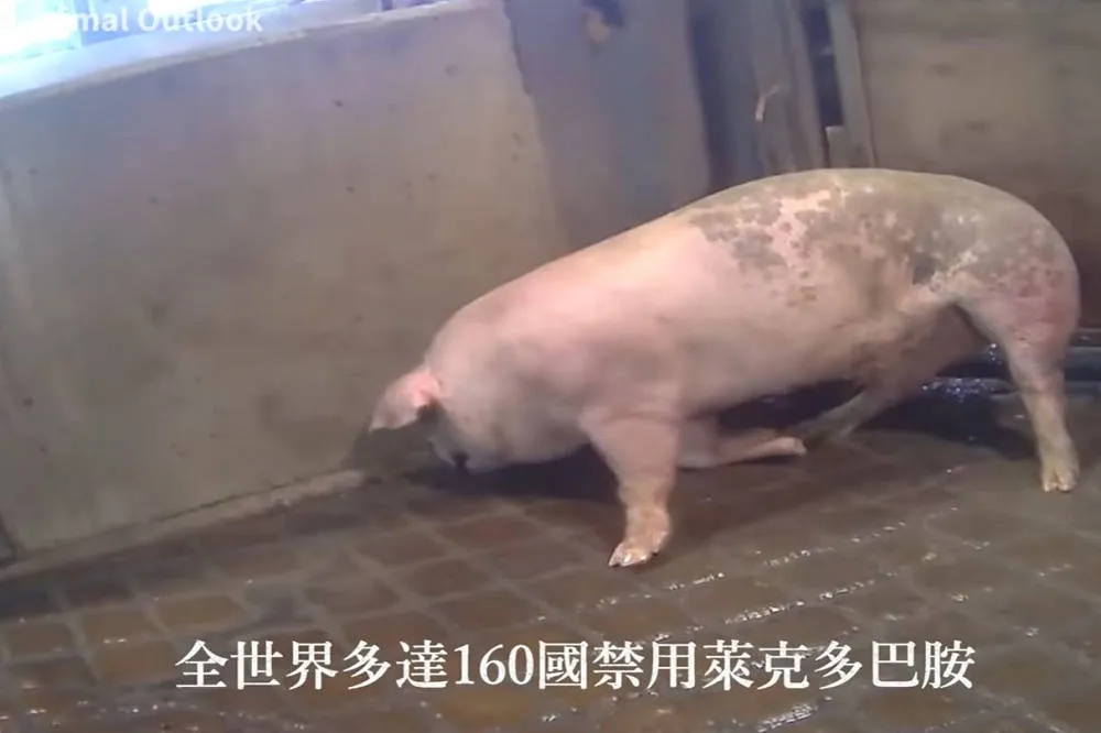 拒認粉專「萊豬抽蓄片」造假　國民黨嗆綠：獨裁政府才恐嚇人民