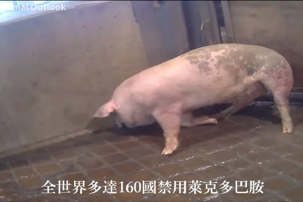 美動保團體認證「影片無關瘦肉精」　國民黨辯：自行詳查外電報導