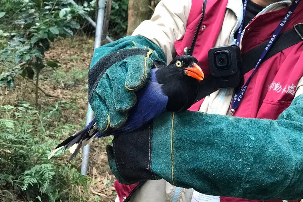 南檢破獲野生動物盜賣集團　及時救出台灣藍鵲等64隻保育動物　