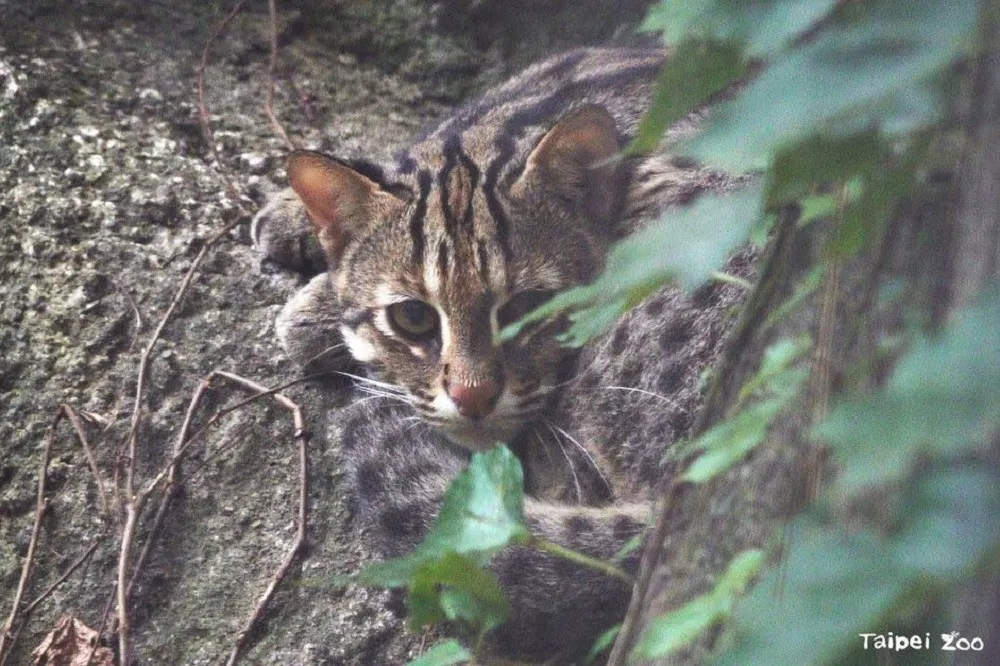 【管理失靈】繼食蟻獸母女後　北市動物園石虎「飛飛」證實脫逃