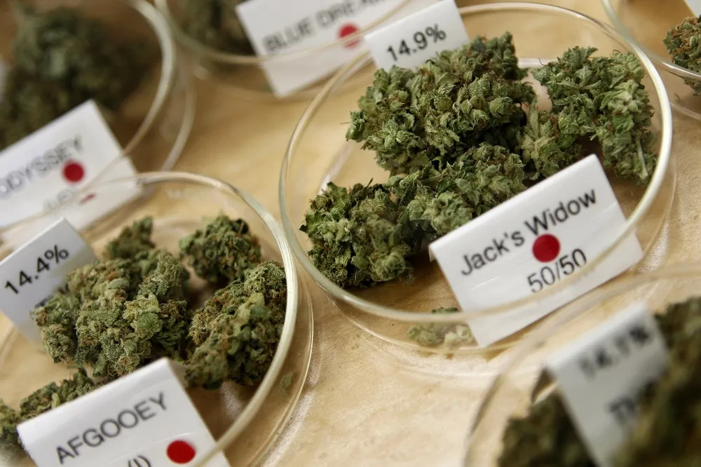 歷史性表決　美國眾議院通過大麻合法化法案