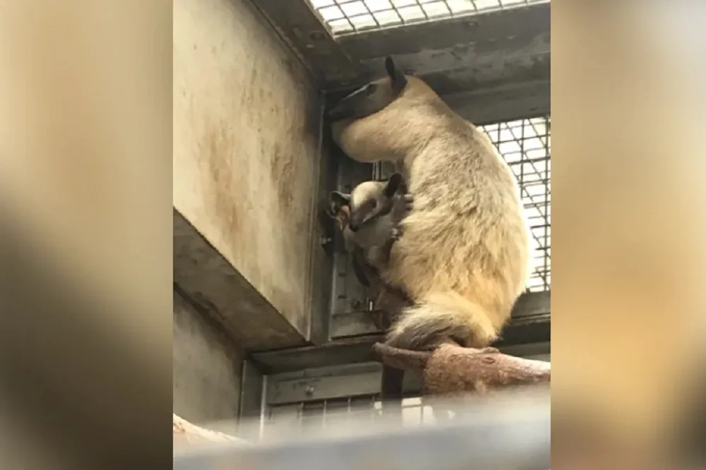 【小紅回家了】北市動物園小食蟻獸失蹤逾三個月　深坑山區尋獲