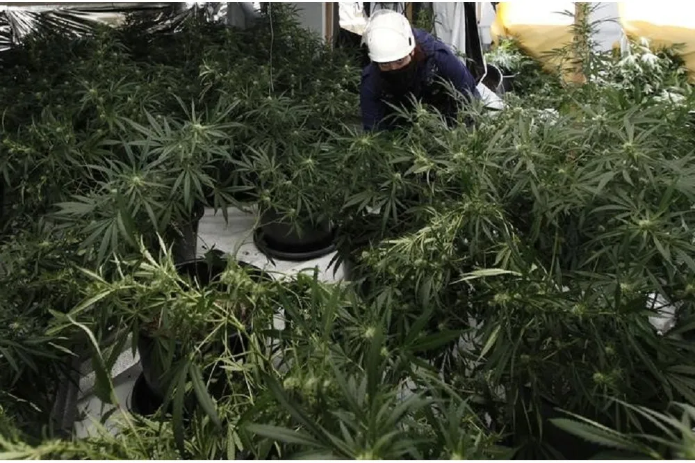 歐洲最大大麻產地阿爾巴尼亞　疫情下產值飆高抓不勝抓