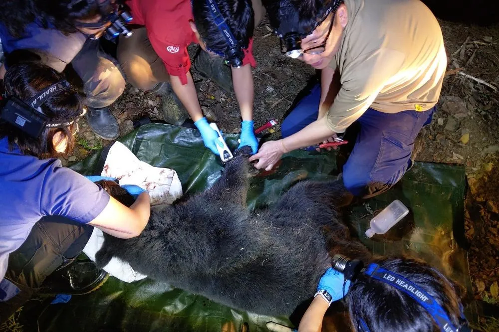 【搶救毛孩片】台灣黑熊再中「山豬吊」陷阱　右前肢臉頰有傷