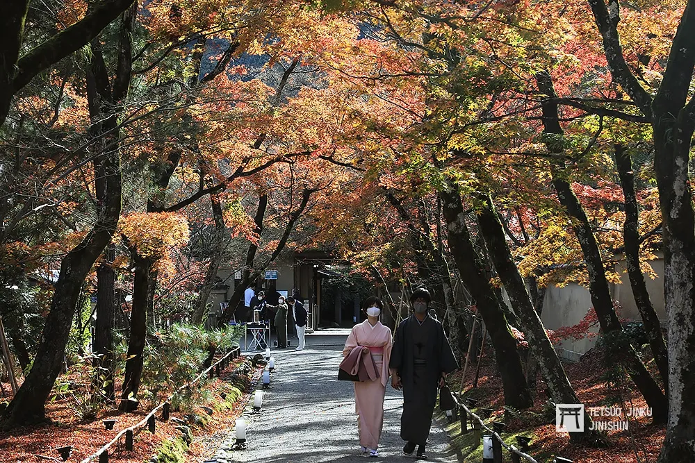 【東京鐵男見聞】第三波疫情來勢洶洶　日本各地的賞楓景點不再塞爆