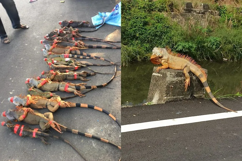 【外來種之亂】嘉義獵綠鬣蜥五花大綁躺地　屏東還有「小恐龍」曬日光浴