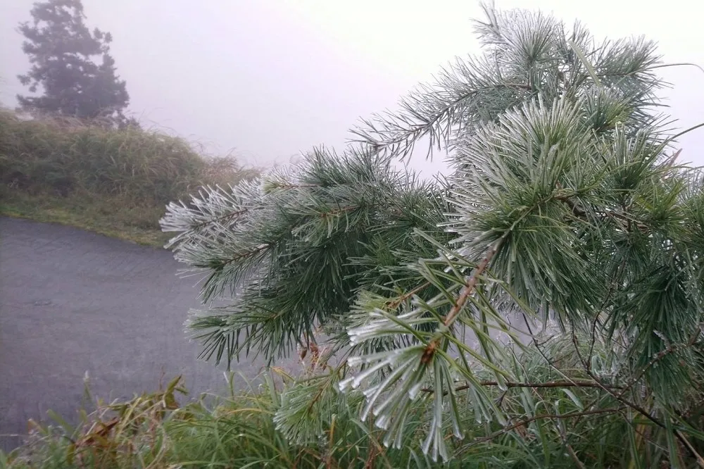 越晚越冷！7縣市低溫探6度　太平山出現零下3度霧淞美景