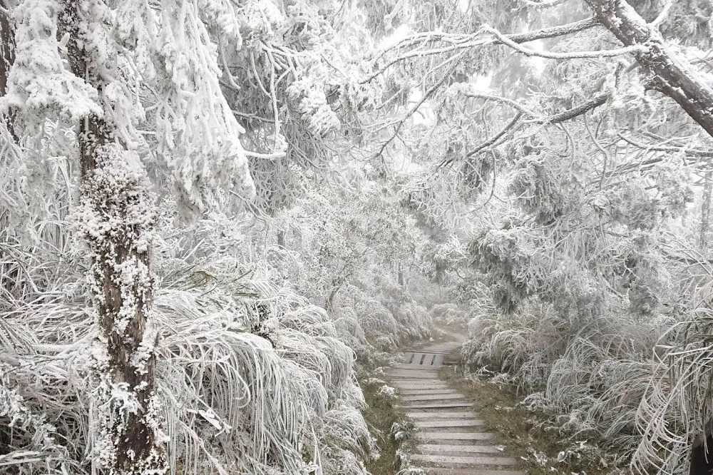 【銀色世界】太平山降2021年第一場雪　連假第2天逾5000人入園