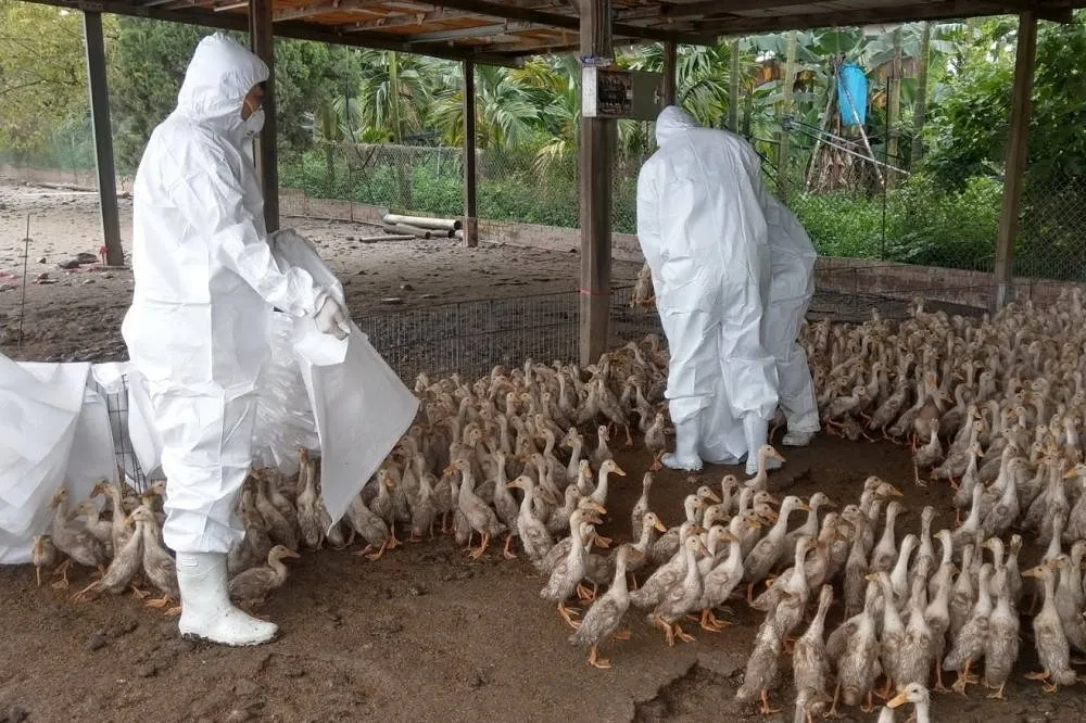 雲林東勢肉鵝場染H5N5禽流感撲殺784隻　2020年迄今共58例