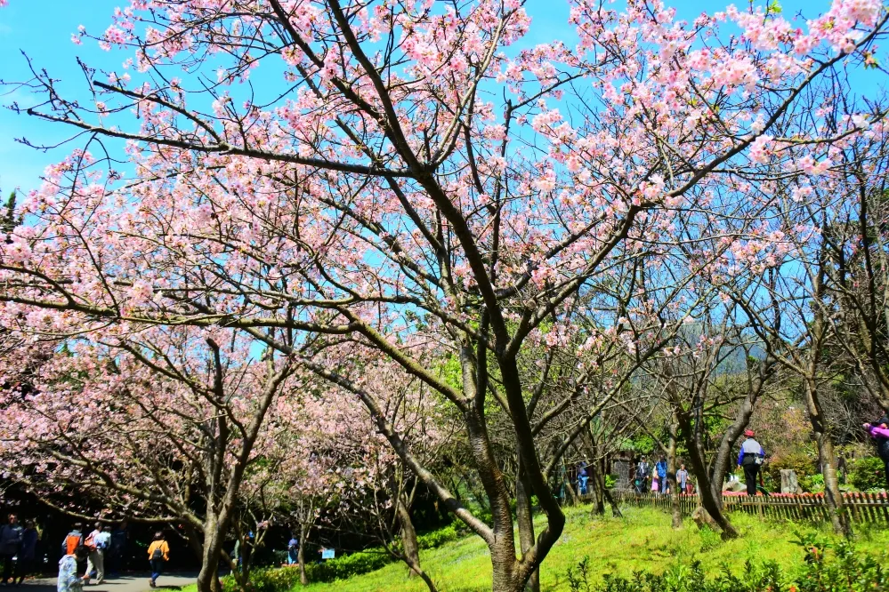 偽出國首選！台北茶花展、樂活夜櫻季、陽明山花季　台北春季賞花活動總整理 