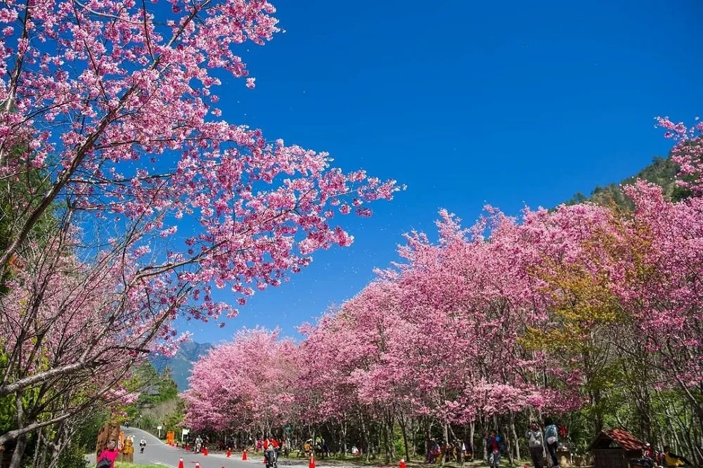 武陵櫻花季 2/12~3/1 開跑！KLOOK 開賣 5 條賞櫻專車套票　免出門排隊輕鬆卡位賞櫻去