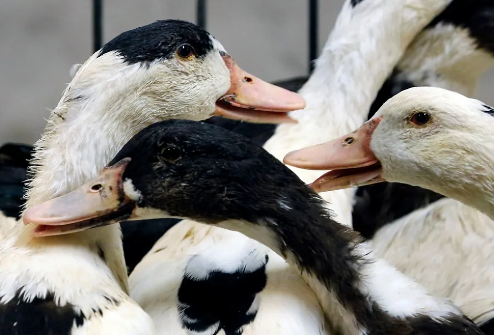 法國爆發「H5N8」禽流感病毒　已撲殺35萬隻鴨、鵝肝市場陷危機