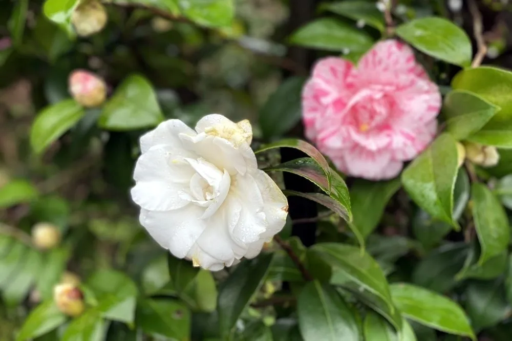 【有片】捐發票送茶花小樹苗！茶花主題講座、園區生態導覽　「2021臺北茶花展」正式開跑     
