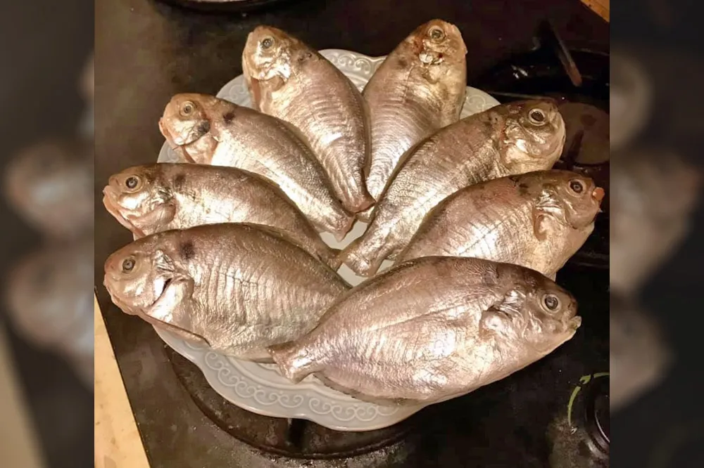 肉魚不是皇帝魚　卻是皇帝蓋印保證好吃的魚