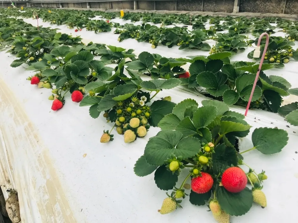 億光研發草莓專用轉色燈　香水草莓顏色轉紅比率增加30%！