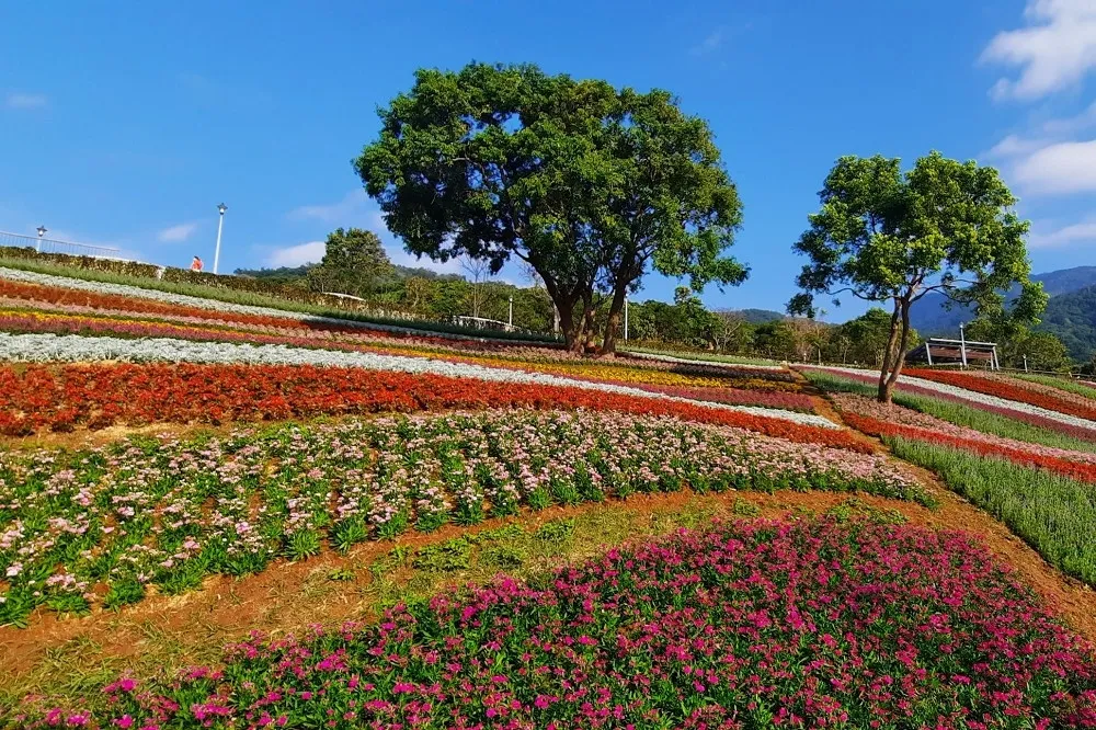 台版富良野！北投社三層崎花海 1/26 開幕　3 萬 5 千盆當季花草打造繽紛花毯