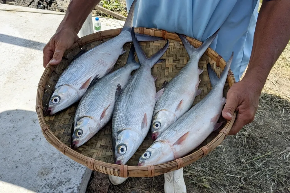 【南部正港的青春肉體】獨步全球的片魚技法　造就台灣脂醉金迷的無刺虱目魚肚