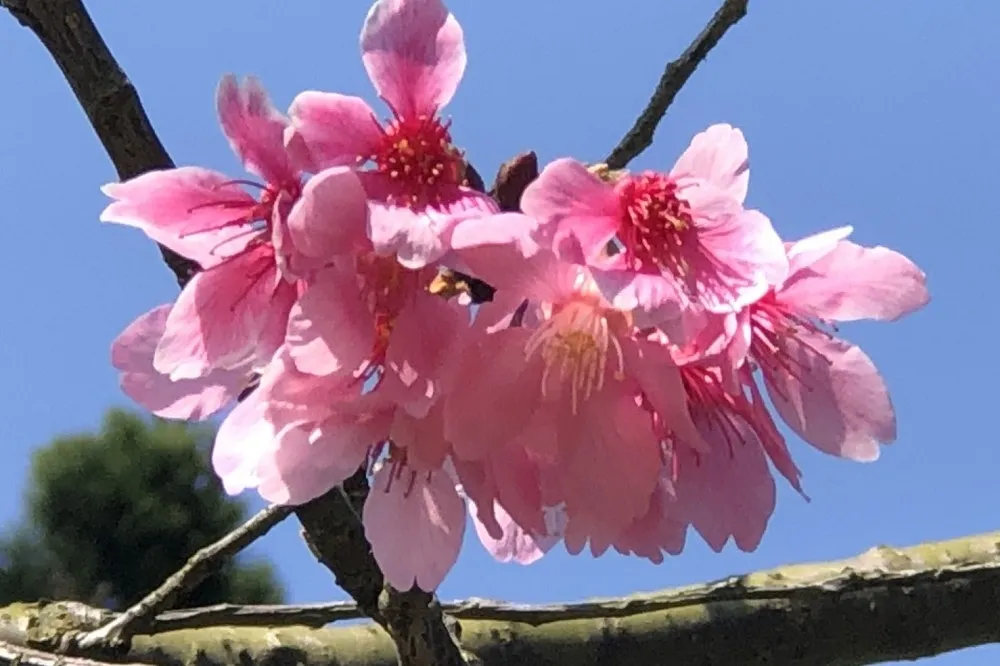 熊讚邀你線上賞花抽大獎！陽明山花季 2/5 絕美登場