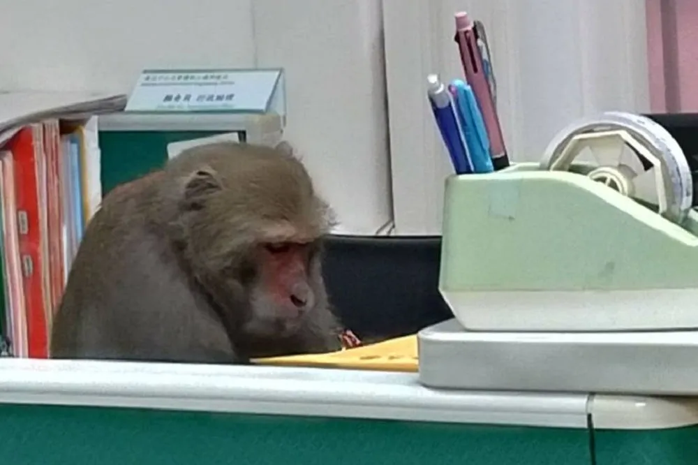 中山大學辦公室「獼猴端坐辦公」　網笑稱：論文審查中