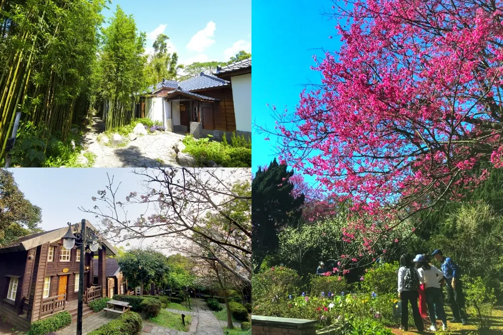 【情侶篇】陽明山走春一日遊！陽明公園賞櫻、豆留森林喝咖啡、菁山遊憩區泡湯