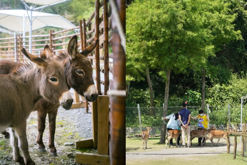 「斑比山丘」新角色登場！一睹驢子界的柯基矮萌「迷你驢」
