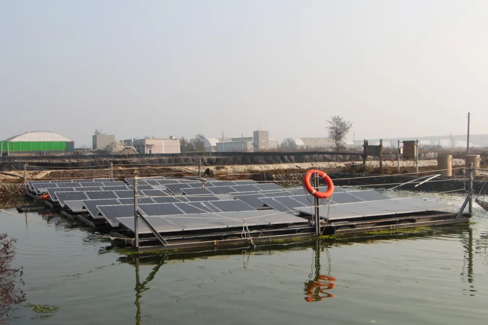 【漁電共生】水試所完成6種試驗　魚蝦產量不受光電設施影響