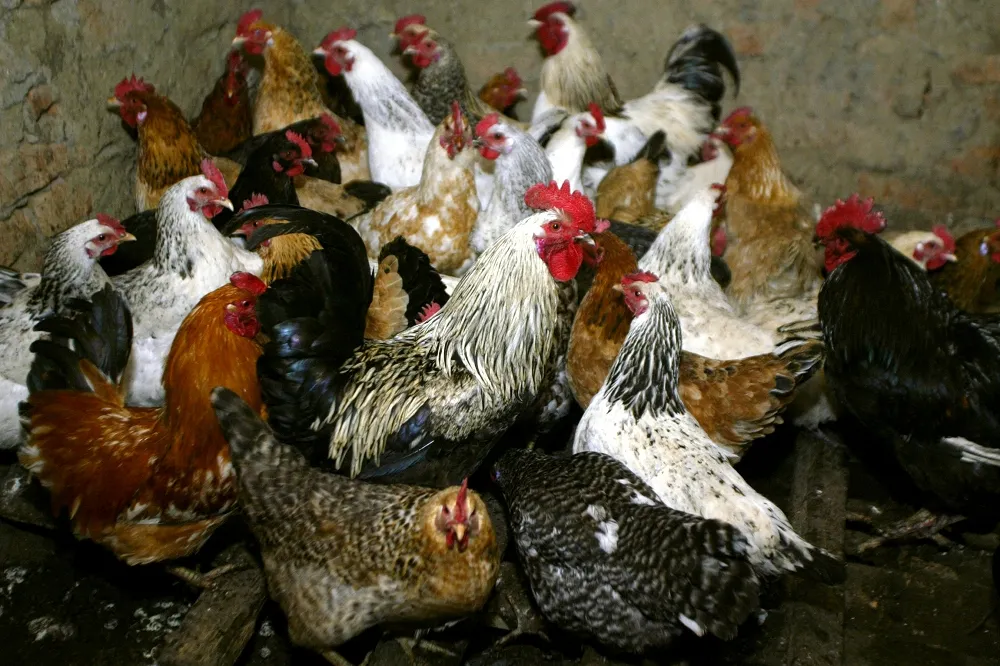 全球首起傳人H5N8禽流感病例　俄羅斯證實7人感染